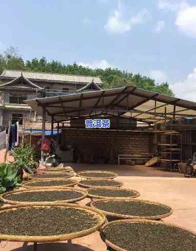 普洱茶厂区：从茶叶种植到生产的全方位解答