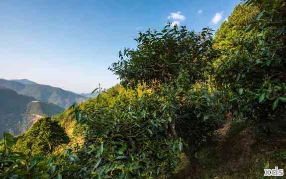 凤凰山普洱茶属于哪个茶区？了解茶区特点，帮助您挑选优质茶叶。