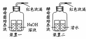 普洱茶的发酵之美：探索酵母菌的作用与影响