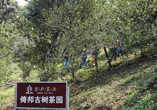 普洱茶树果实的全面了解：形态特征、生长环境、采摘方法与功效