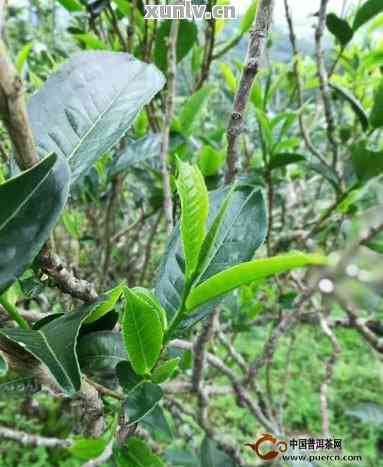 探究普洱茶的制作原料：哪些树叶才是选择？