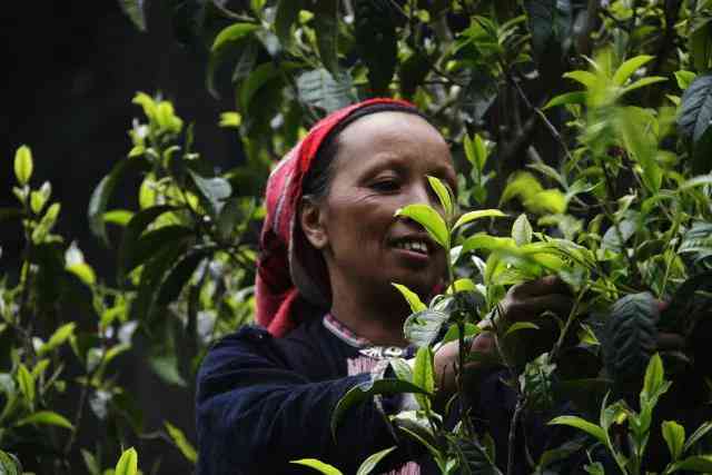 新 广西原生态普洱茶：古树韵味与现代科技的完美融合