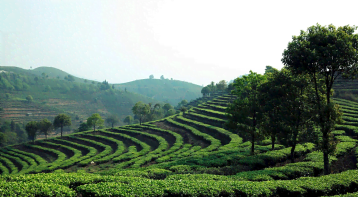 新【磐石古树茶】顶级普洱茶的价格分析，每克多少钱？收藏投资必看！