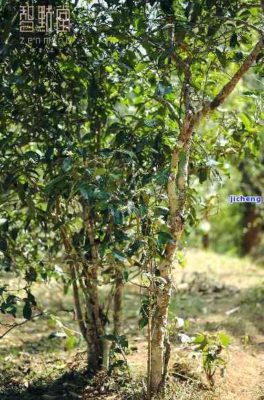 探索世界更高普洱茶树：高度、品种、生长环境及品鉴特点一应俱全