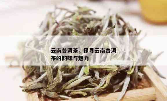 云南普洱茶价格高昂的原因及其独特魅力