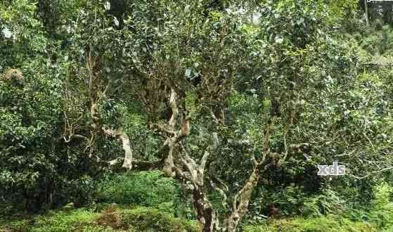 永镇普洱茶：古树茶香韵，陈年味道醇厚，品味云南文化精髓