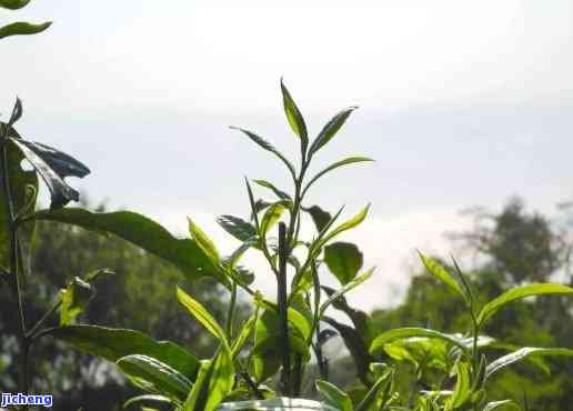 永明普洱茶：古树韵味，岁月沉淀的醇香之选