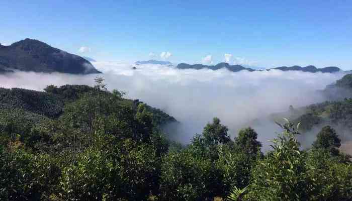 古树普洱茶：坝散茶品的珍藏与魅力