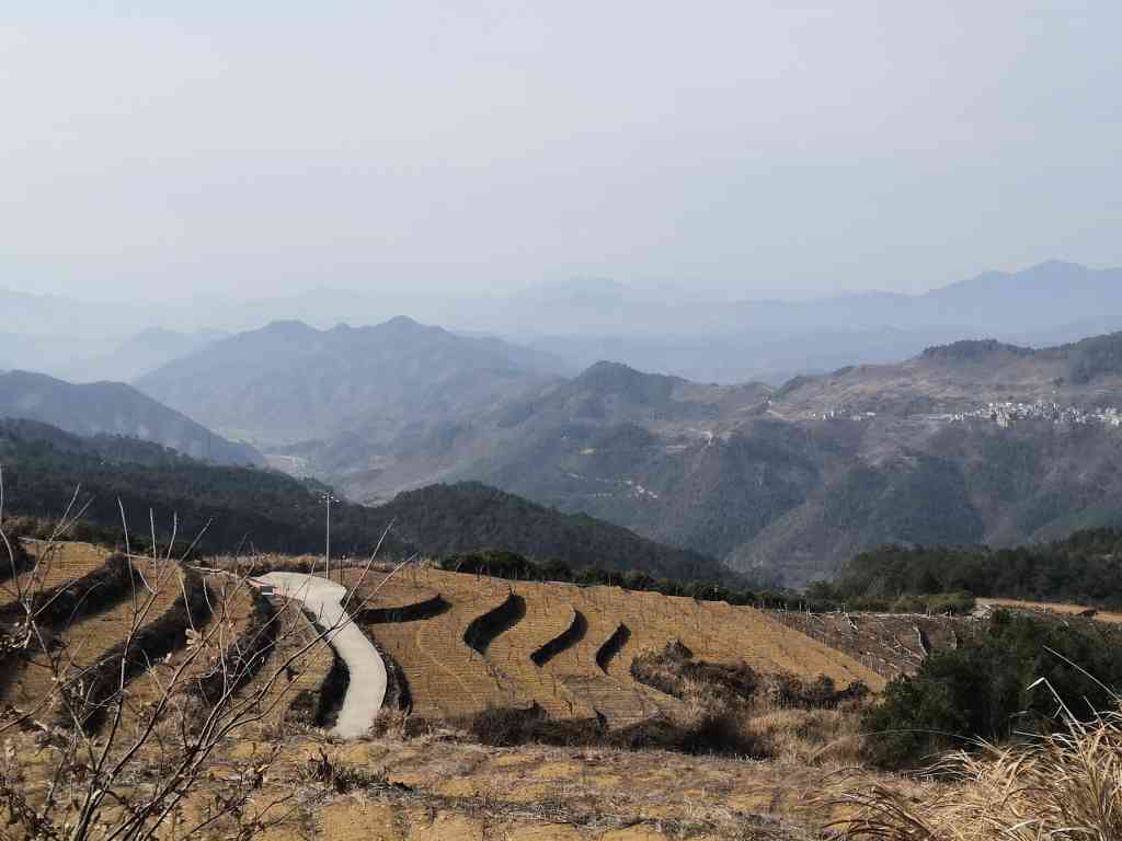 天山茶叶全线价格表：品种、产地、等级一应俱全，助您轻松选购优质茶叶