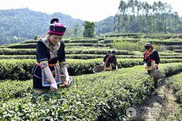 天山茶叶全线价格表：品种、产地、等级一应俱全，助您轻松选购优质茶叶