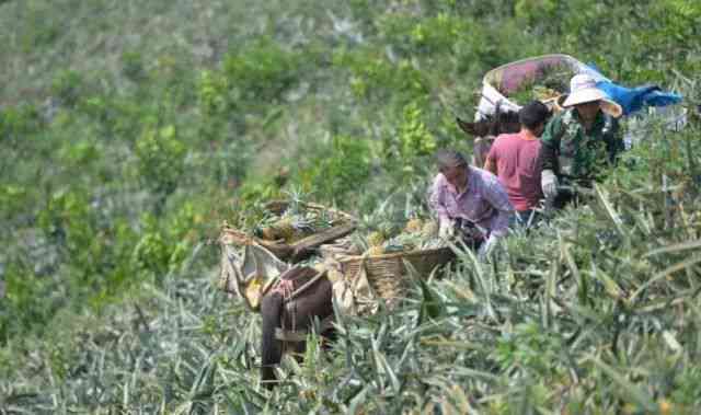 玉米普洱茶的功效、作用及禁忌：探讨其对健的影响与潜在副作用