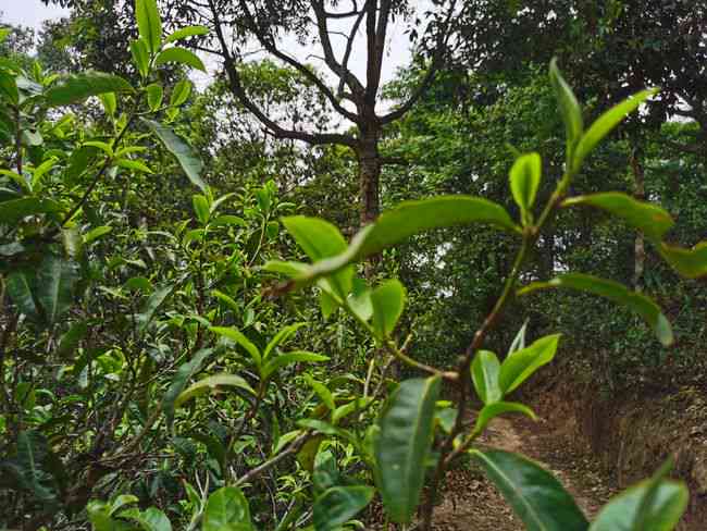 纯正云南大叶种单株普洱茶：品鉴古树韵味与现代工艺的完美融合