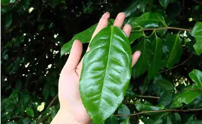 普洱茶的草味之谜：探索云南大叶种茶叶的独特风味