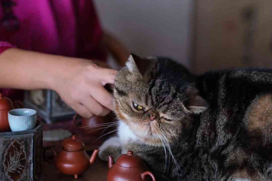 猫咪偷偷喝了普洱茶怎么办