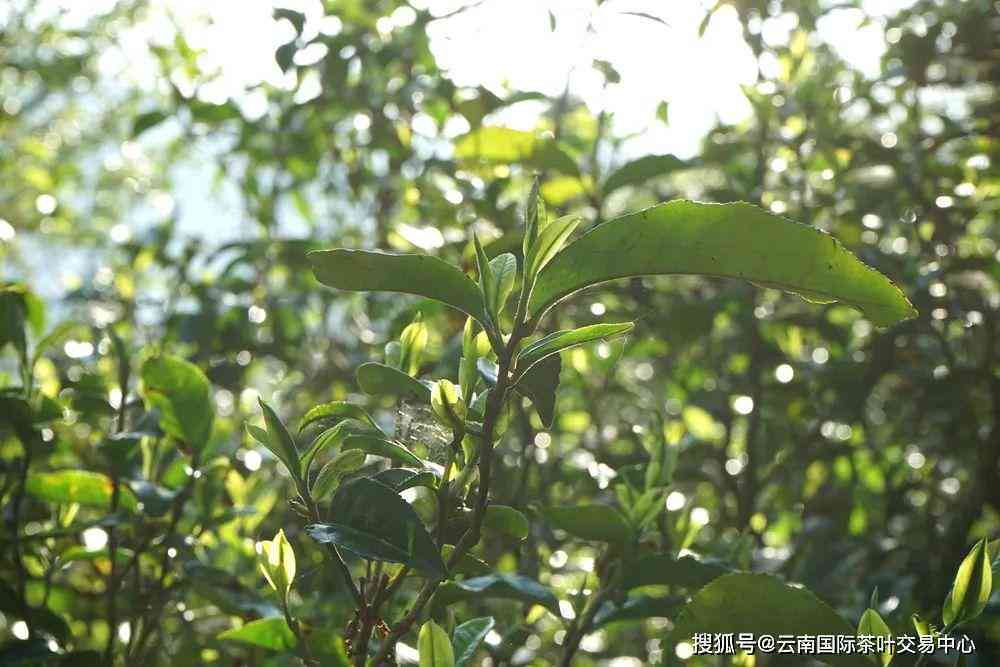 黑条子普洱茶：独特风味、显著功效与市场潜力分析