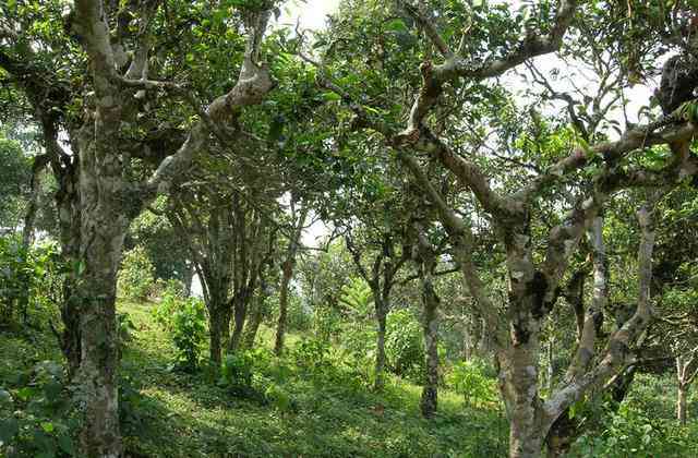 云南山区各款普洱茶特色解析：古树、大叶、晒青等品种比较