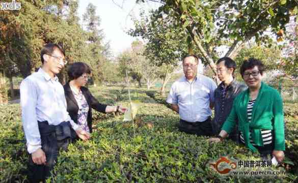 普洱茶晖：云南普洱茶云川案件与研究院专家研究