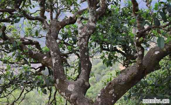 【岩韵古树普洱茶】—— 探寻云南茶山的独特魅力