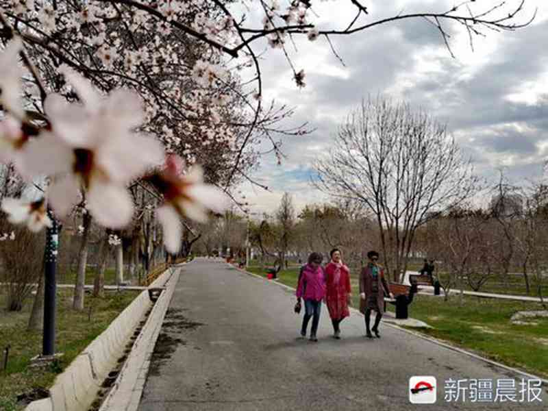 芙蓉冰花玉变成紫色-冰花芙蓉玉变紫色身体