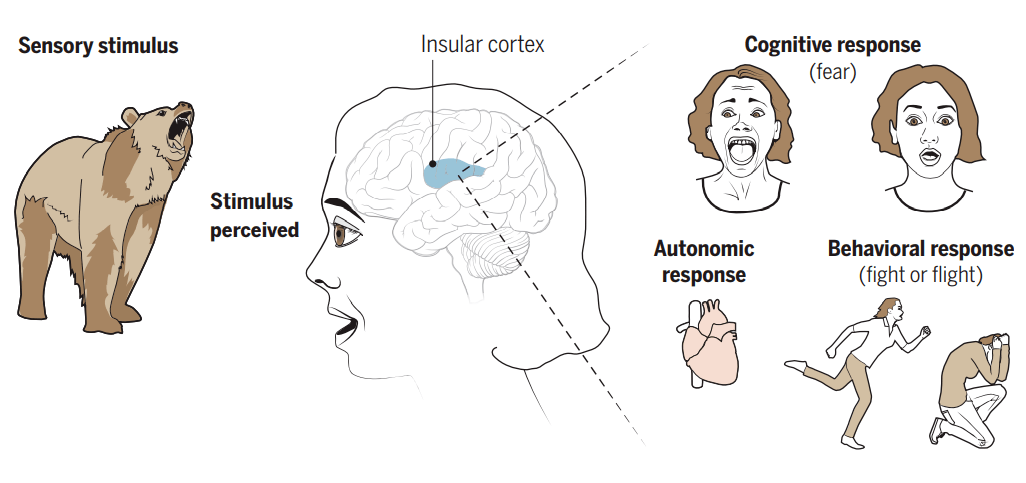 普洱茶对肺部健的影响：科学证实的益处与潜在风险