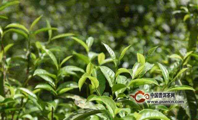 云南名山系列普洱茶：全面解析六大茶类及其特点，助你轻松选购