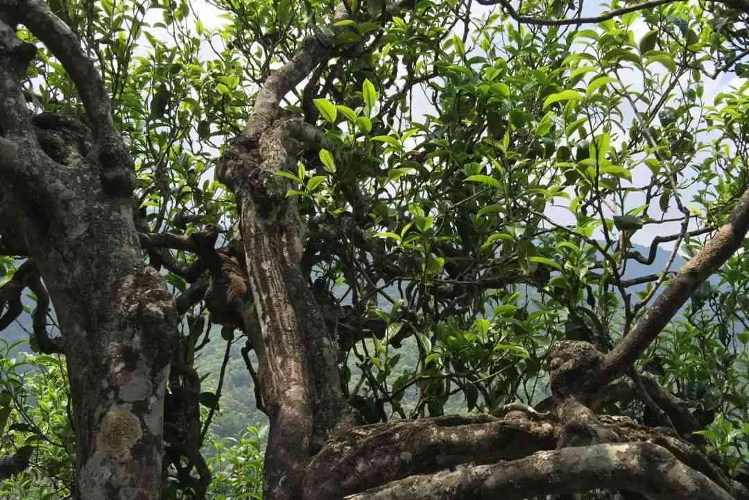 云南高山茶香，名山古树韵味：探秘云南茶叶与名山之间的关系