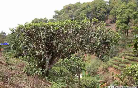 云南高山茶香，名山古树韵味：探秘云南茶叶与名山之间的关系