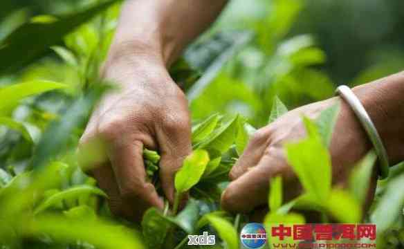 普洱茶春茶采摘时间：什么时候是采茶时节？