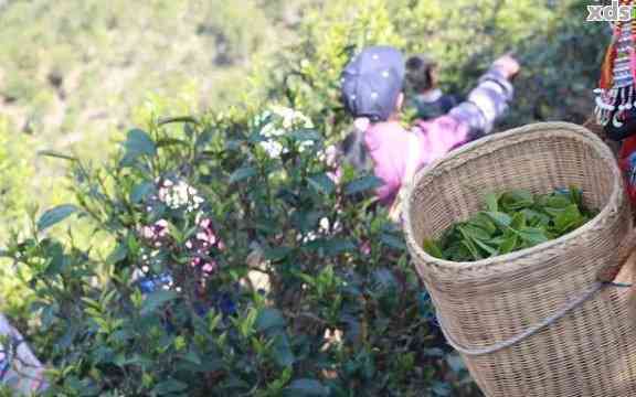 普洱茶春茶采摘时间：什么时候是采茶时节？