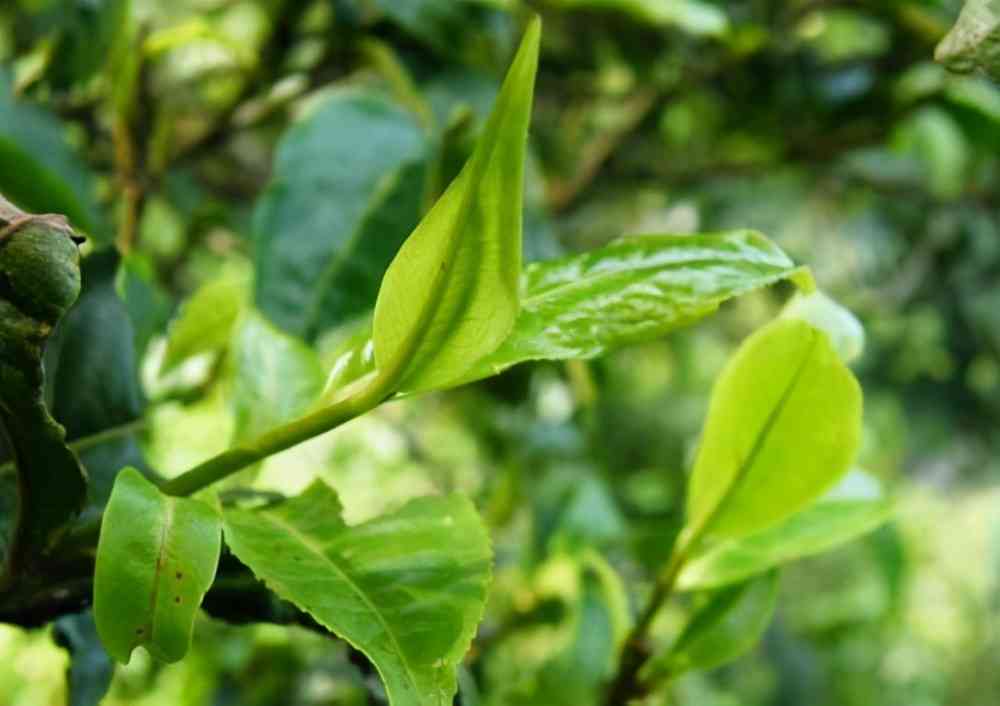 普洱茶春茶的采摘时间及品质月份解析