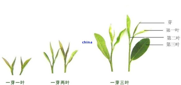 探究普洱茶一芽一叶的奥秘与种类