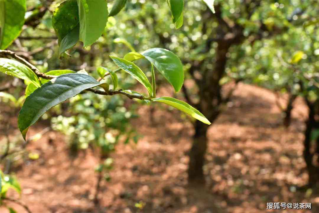 探究普洱茶芽数量与品质的关系：是否越多越好？