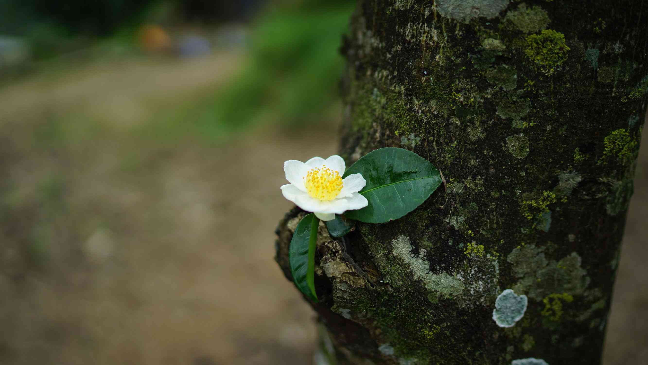 普洱茶树花的功效与作用：提升健、调节内分泌及抗氧化