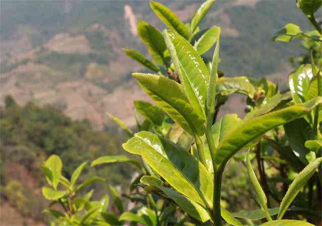 普洱茶树花苞发黄，普洱茶里有花苞——这是什么情况？