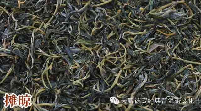 普洱茶揉捻工艺详解：从原料处理到成品制作，全方位了解普洱茶的魅力