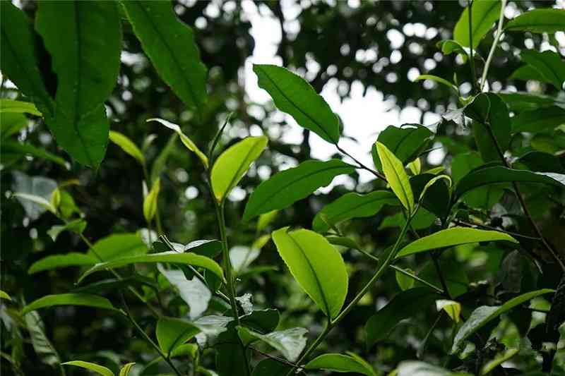 班盘普洱茶的价格，口感与大叶种关系探讨——全面了解班盆普洱茶