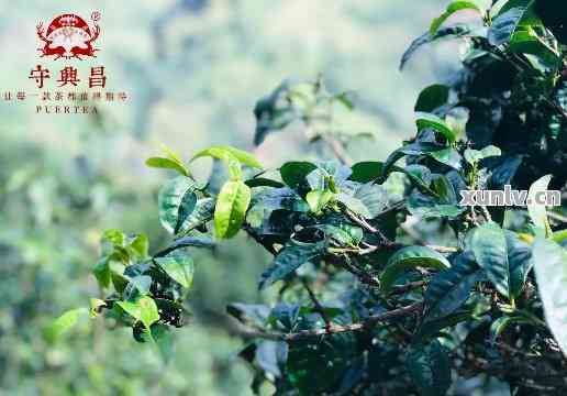 牛油普洱茶：云南普洱牛油果与犇牛普洱茶，探索普洱茶油的奥秘