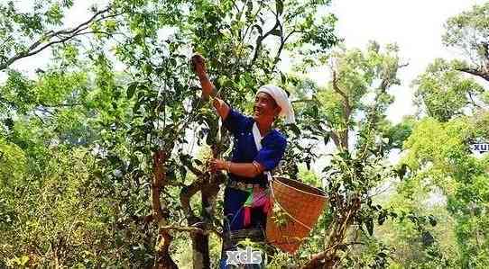 景迈古树普洱茶：独特风味、品种特点及品饮技巧的全面解析