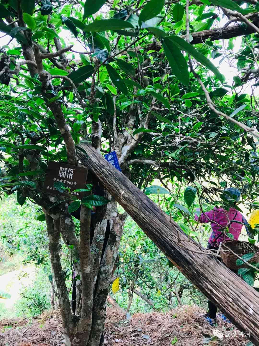 明远古树普洱茶：源自云南大山的醇厚口感与文化传承