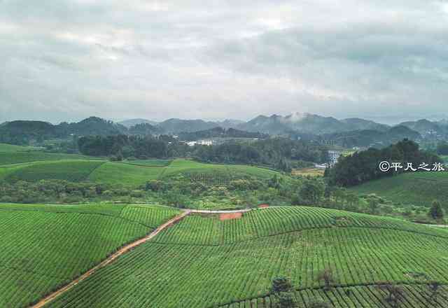 景更大的茶叶场在哪里？哪家好？