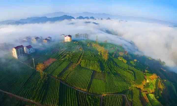 景更大的茶叶场在哪里？哪家好？