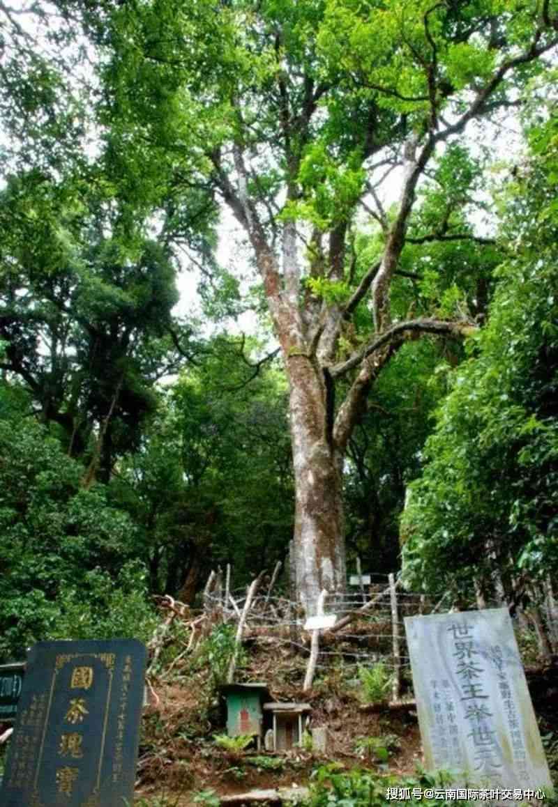 盈江茶香之旅：品味古树茶的韵味