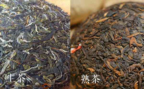 大美普洱茶怎么样：品质与口感如何？生茶与熟茶有何差异？