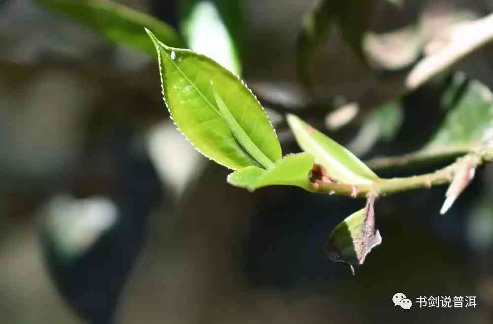 新普洱茶中的花骨朵是什么类型的茶叶？它们的特点和品饮方法有哪些？