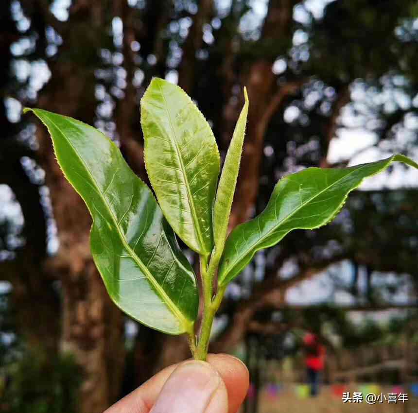 新普洱茶中的花骨朵是什么类型的茶叶？它们的特点和品饮方法有哪些？