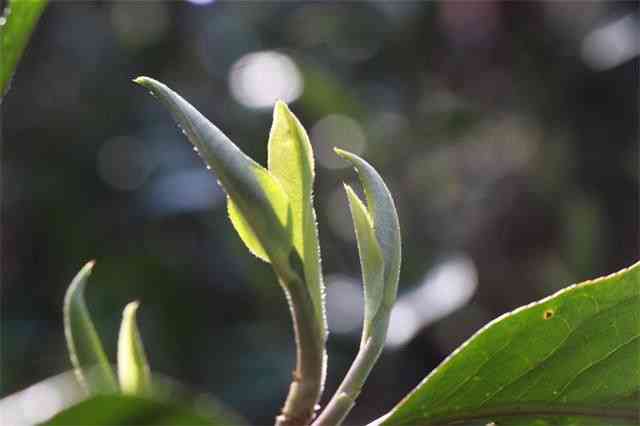 像花骨朵的普洱茶是什么茶