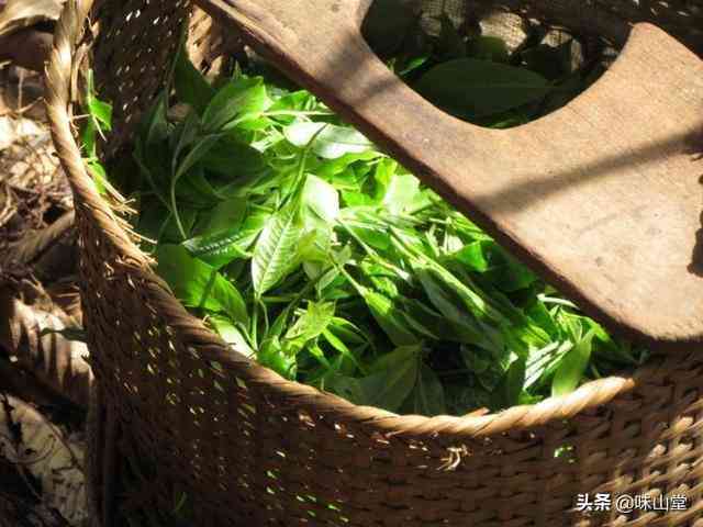 普洱茶小厂和大厂区别：哪个厂的小普洱茶更好？