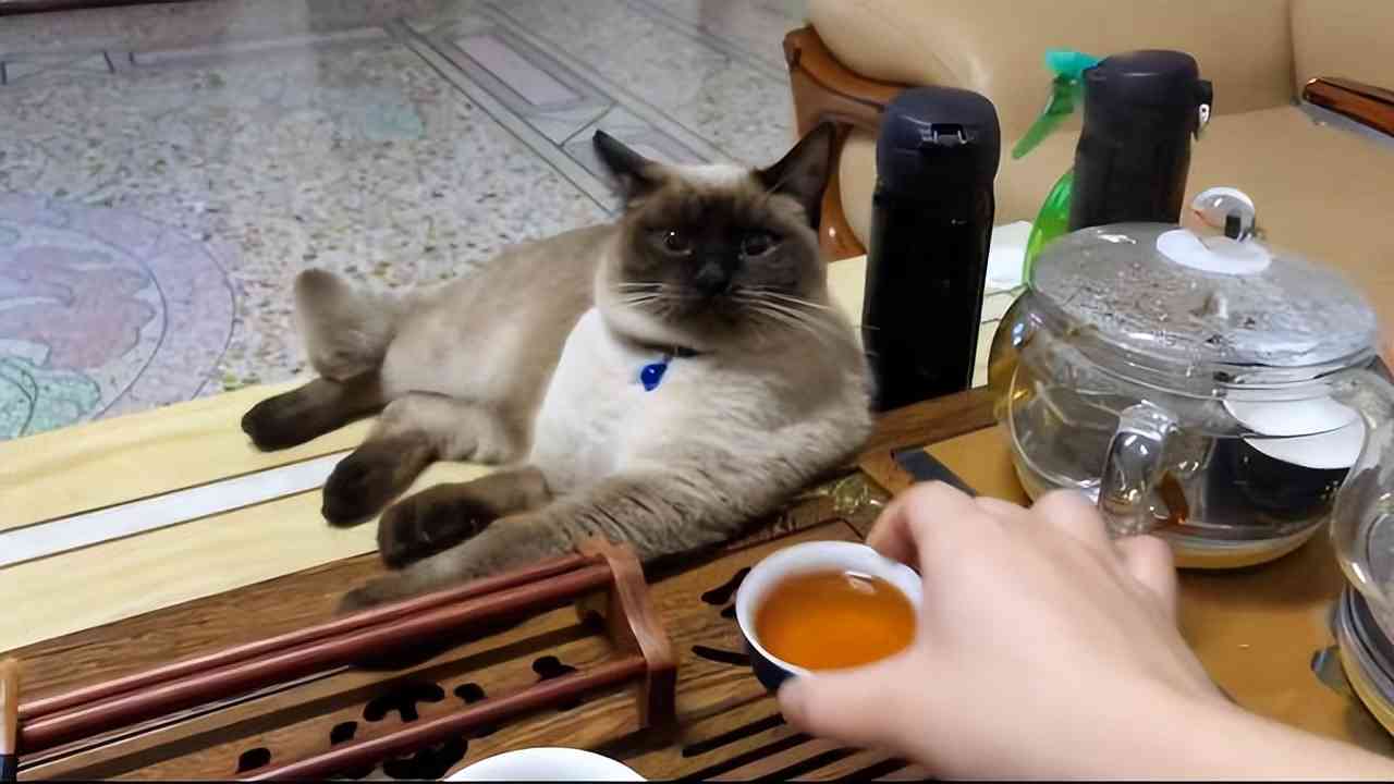 猫对普洱茶