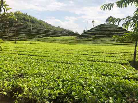 新 云南优质茶叶生产基地——普洱南山茶厂的传承与创新