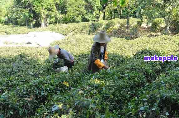 普洱茶怎么判断打农药没有